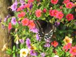 Black Swallowtail