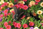 Black Swallowtail