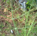 Black Swallowtail Caterpillars