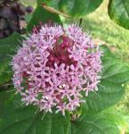 Clerodendrum bungei 