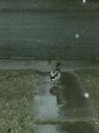 2 ducks in the snow showed up in Heathers Yard