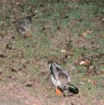 The ducks that showed up before it started snowing