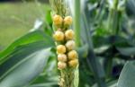 Corn on tassle!