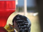 Downy Woodpecker....