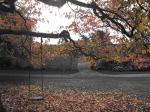 the same maple looking through into the kitchen garden 