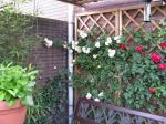 Roses on trellis 25-05-2011