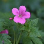 Wild Geranium