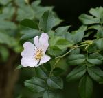 Burnet rose (Wild woodland Rose)
