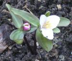 Trillium pusillum