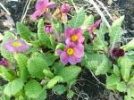 Red primulas