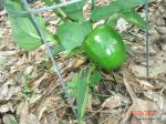 red bell pepper about 1/2 size 