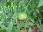 very nice tomatoes coming in