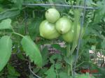 a bunch of tomatoes!