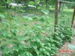 kentucky wonder pole beans