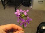Purple 4-petal Something - Needs Identification