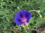 purple morning glory