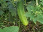 cucumber from the garden