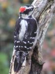 Male Downy Woodpecker