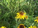 Bee on flower