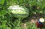 watermelon- variety?