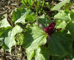 Trillium chloropetalum red