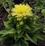 Yellow dahlia