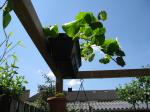 Garden taken to new "heights"