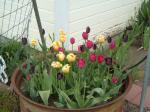 Pink, Black, Yellow Tulips