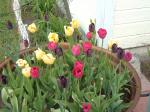 Black, Yellow, Pink Tulips