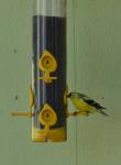 American Goldfinch?