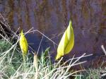 Skunk cabbage