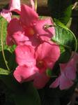 Mandevilla "Alice Dupont"