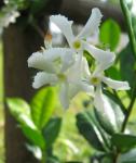 Confederate Star Jasmine