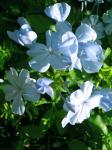 Blue Plumbago-close