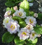 Double, sweet pink Primula