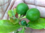 Persian lime 5