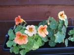 Nasturtiums in bloom at last