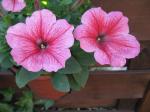 Petunia's, close up