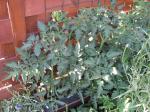 Tomatoes coming along nicely