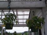 Tomatoes in hanging planters