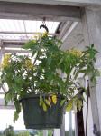 Hanging tomato plant