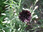 (Almost) black cornflower
