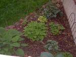 Hosta and Heuchera