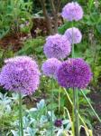 Allium "Aflatunens"