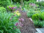 Dog Trail lined with day lilies, columbine, mini iris and perennials