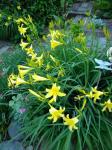 Early fragrant day lilies only now starting to bloom