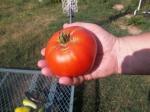 A WalMart 50 cent tomato