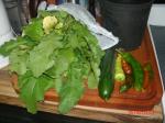 turnip greens; cucumber; 3 cowhorn peppers and banana pepper