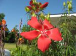 Texas Star Hibiscus