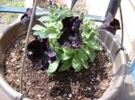 "Black Velvet" Petunias